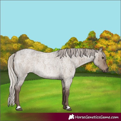 Horse Color:Silver Grullo Roan Brindle 