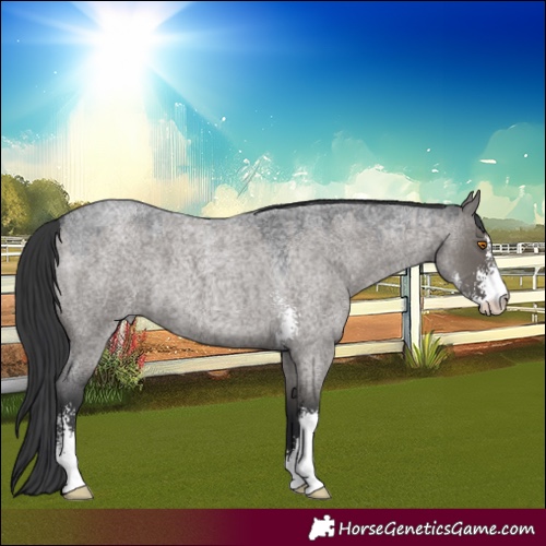Horse Color:Grullo Roan Sabino 