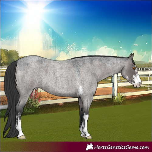 Horse Color:Grullo Roan Sabino 