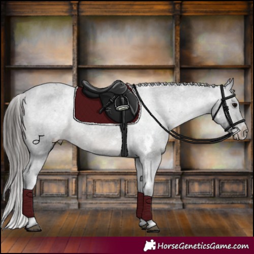 Horse Color:White Spotted Black Appaloosa Rabicano 