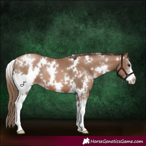 Horse Color:White Spotted Black Pearl Sabino 