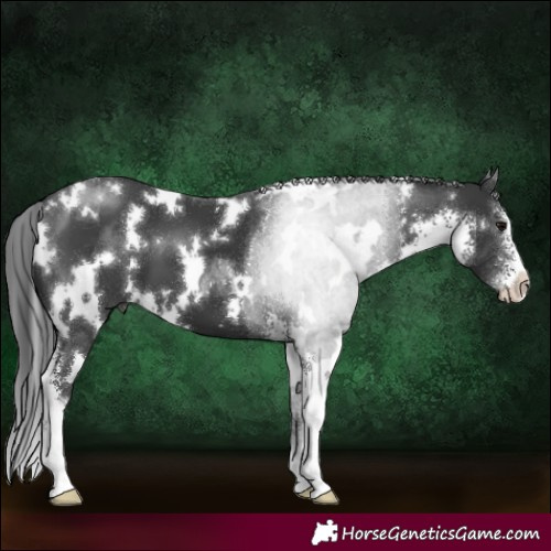 Horse Color:White Spotted Black Sabino 