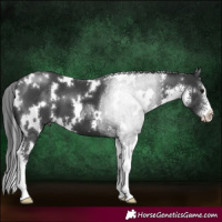 Horse Color:White Spotted Black Sabino