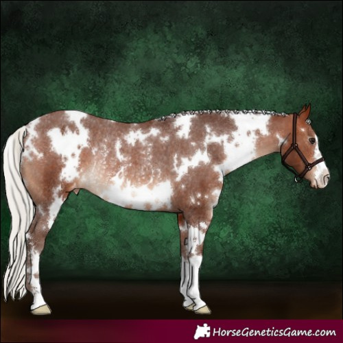 Horse Color:White Spotted Silver Brown Varnish Rabicano