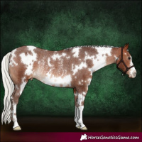 Horse Color:White Spotted Silver Brown Appaloosa Rabicano 