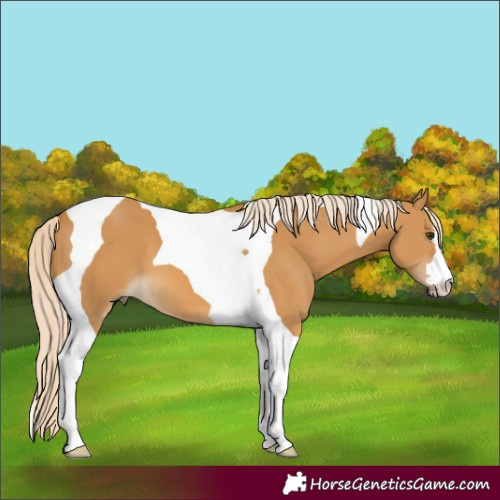 Horse Color:Palomino Tobiano 