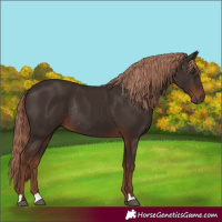 Horse Color:Liver Chestnut Rabicano 