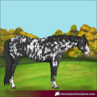 Horse Color:Black  and Black Appaloosa 