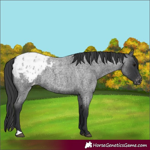 Horse Color:Blue Roan Appaloosa 