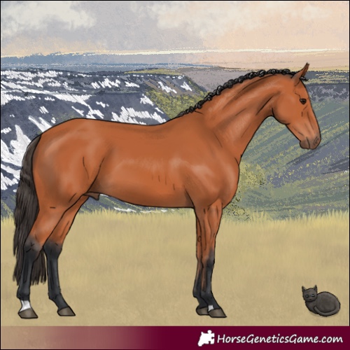 Horse Color:Bay 