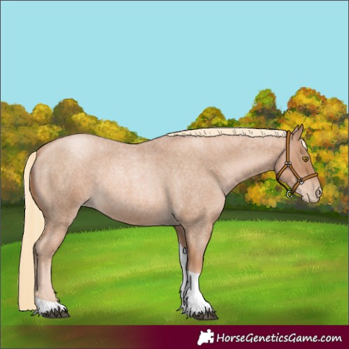 Horse Color:Red Roan Pearl Tobiano 