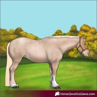 Horse Color:Red Roan Pearl Tobiano