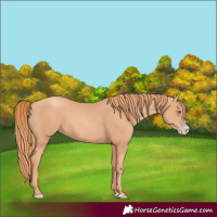 Horse Color:Gold Champagne Splash 