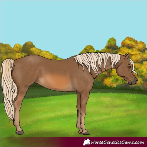 Horse Color:Chocolate Palomino 