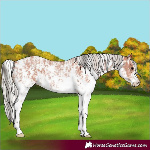 Horse Color:Bay Sabino Rabicano and Silver Bay Sabino Rabicano