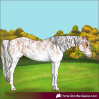 Horse Color:Bay Sabino Rabicano and Silver Bay Sabino Rabicano