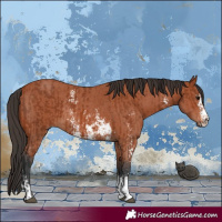 Horse Color:Bay Sabino Rabicano  and Bay Sabino Rabicano 