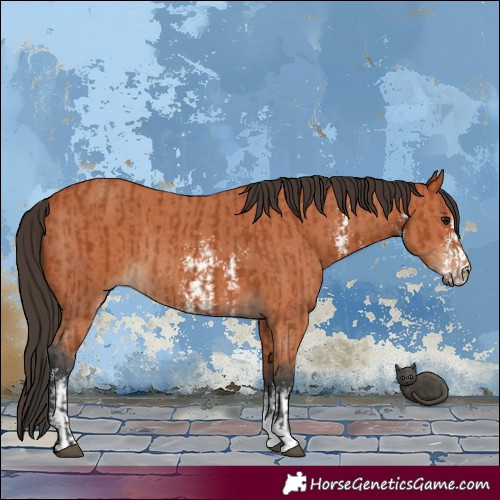 Horse Color:Bay Sabino Rabicano and Bay Sabino Rabicano