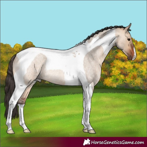 Horse Color:Bay Roan Dun Tobiano Rabicano 