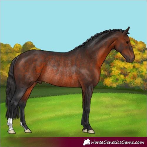 Horse Color:Brown Rabicano 