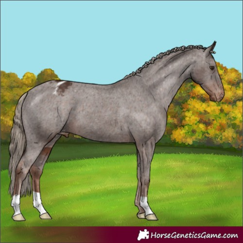 Horse Color:Liver Chestnut Appaloosa