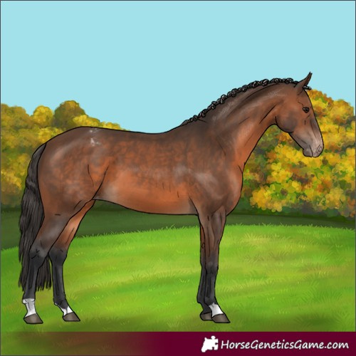 Horse Color:Brown Varnish 