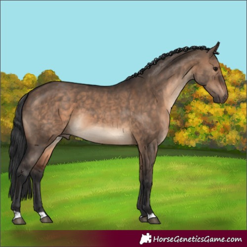 Horse Color:Brown Dun 