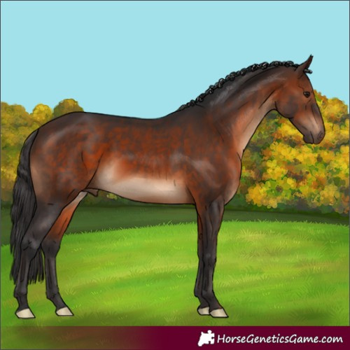 Horse Color:Brown 