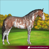 Horse Color:Bay Sabino 