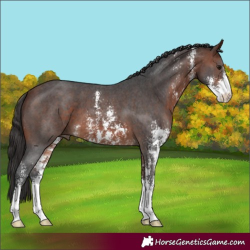 Horse Color:Bay Sabino 