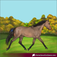 Horse Color:Bay Dun