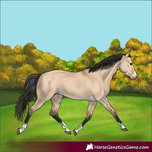 Horse Color:Bay Dun 