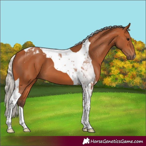 Horse Color:Silver Bay Tobiano 