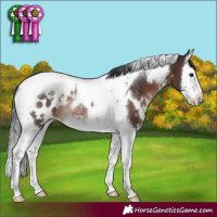 Horse Color:White Spotted Brown Splash Tobiano Appaloosa Rabicano