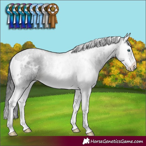 Horse Color:White Spotted Black Splash Rabicano 
