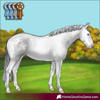 Horse Color:White Spotted Black Splash Rabicano