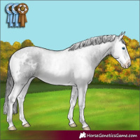 Horse Color:White Spotted Black Splash Rabicano 