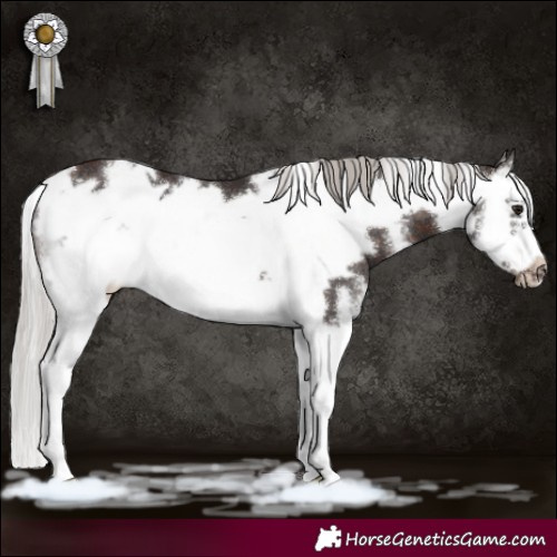 Horse Color:Silver Brown Sabino Splash Frame 
