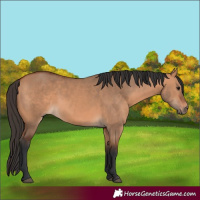 Horse Color:Bay Dun