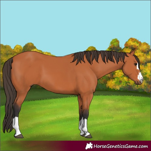 Horse Color:Bay 