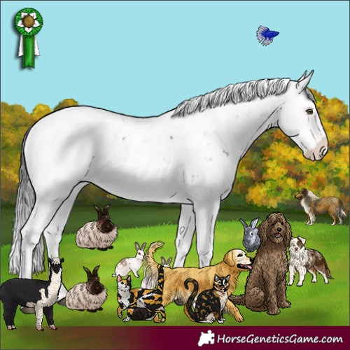 Horse Color:Brown Sabino Rabicano 