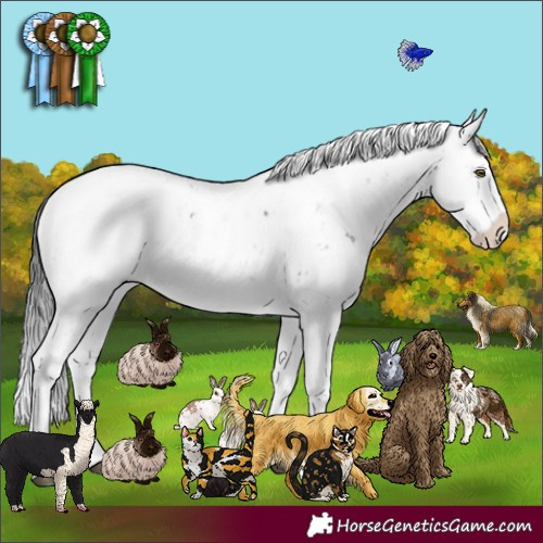 Horse Color:Brown Sabino Rabicano 