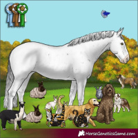 Horse Color:Brown Sabino Rabicano