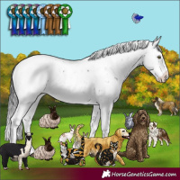 Horse Color:Brown Sabino Rabicano 