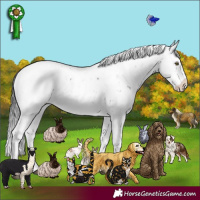 Horse Color:Brown Sabino Rabicano 