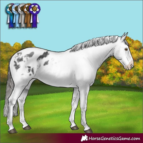 Horse Color:White Spotted Black Sabino Varnish Rabicano 