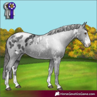 Horse Color:White Spotted Black Sabino Appaloosa Rabicano 