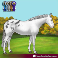Horse Color:White Spotted Black Sabino Appaloosa Rabicano 