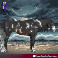 Horse Color:White Spotted Brown Sabino Rabicano