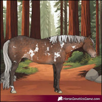 Horse Color:White Spotted Silver Brown Appaloosa 